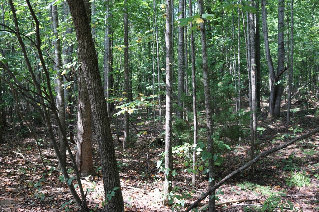 206 Scotts Bottom Road Dillwyn, VA 23936 - Photo 15 of 16 Gallery Image 15