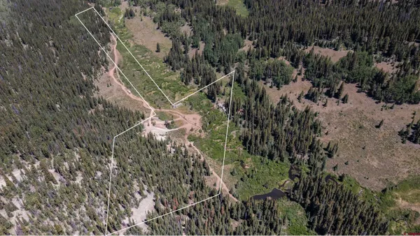 a view of a forest with a tree