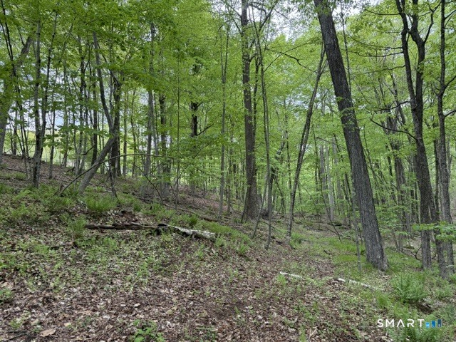 Lot10-b1 Foot Hills Road Higganum, CT 06441 - Photo 14 of 33 a view of forest