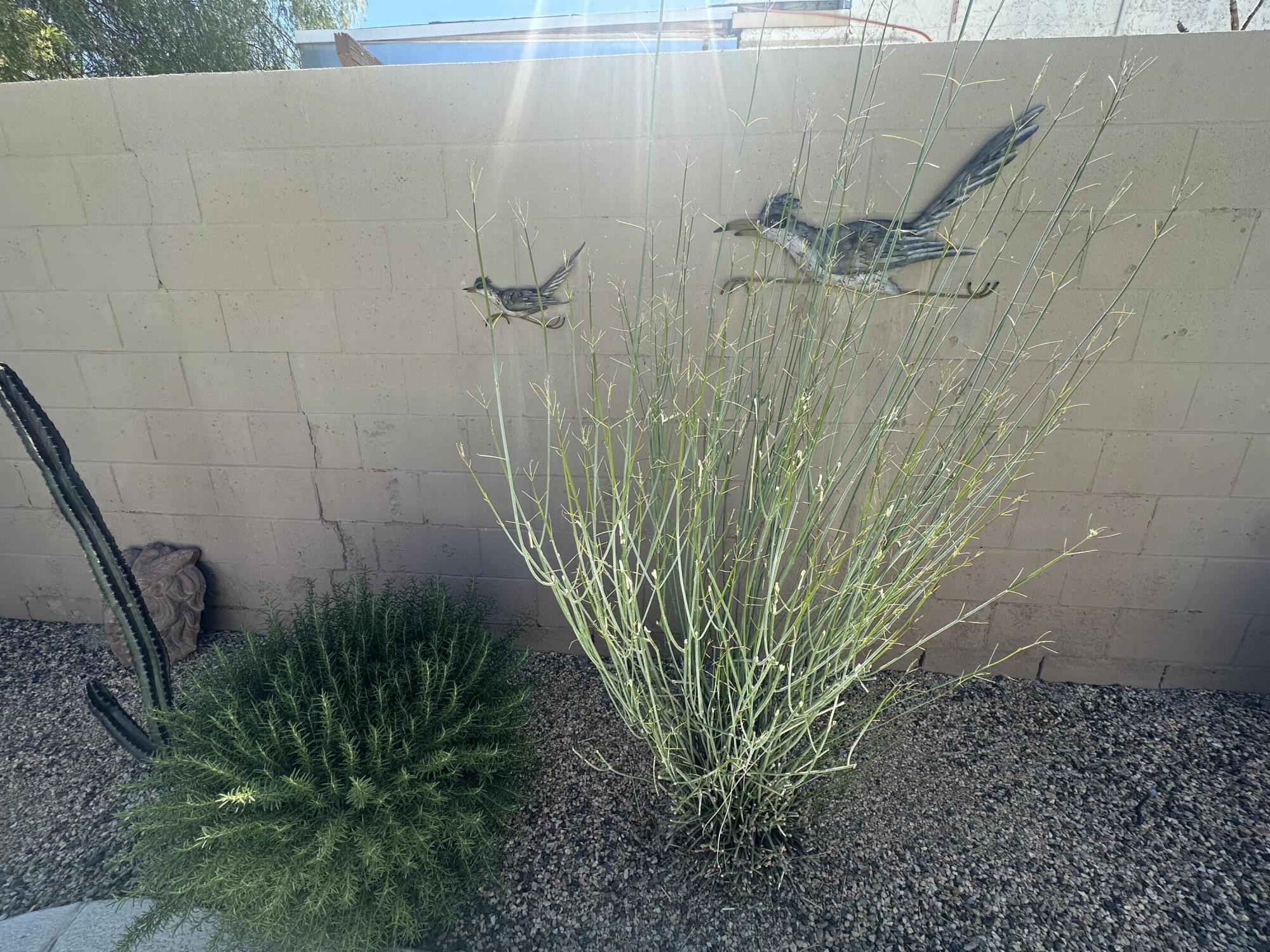 71370 Gardess Road Rancho Mirage, CA 92270 - Photo 32 of 36 Mr roadrunner