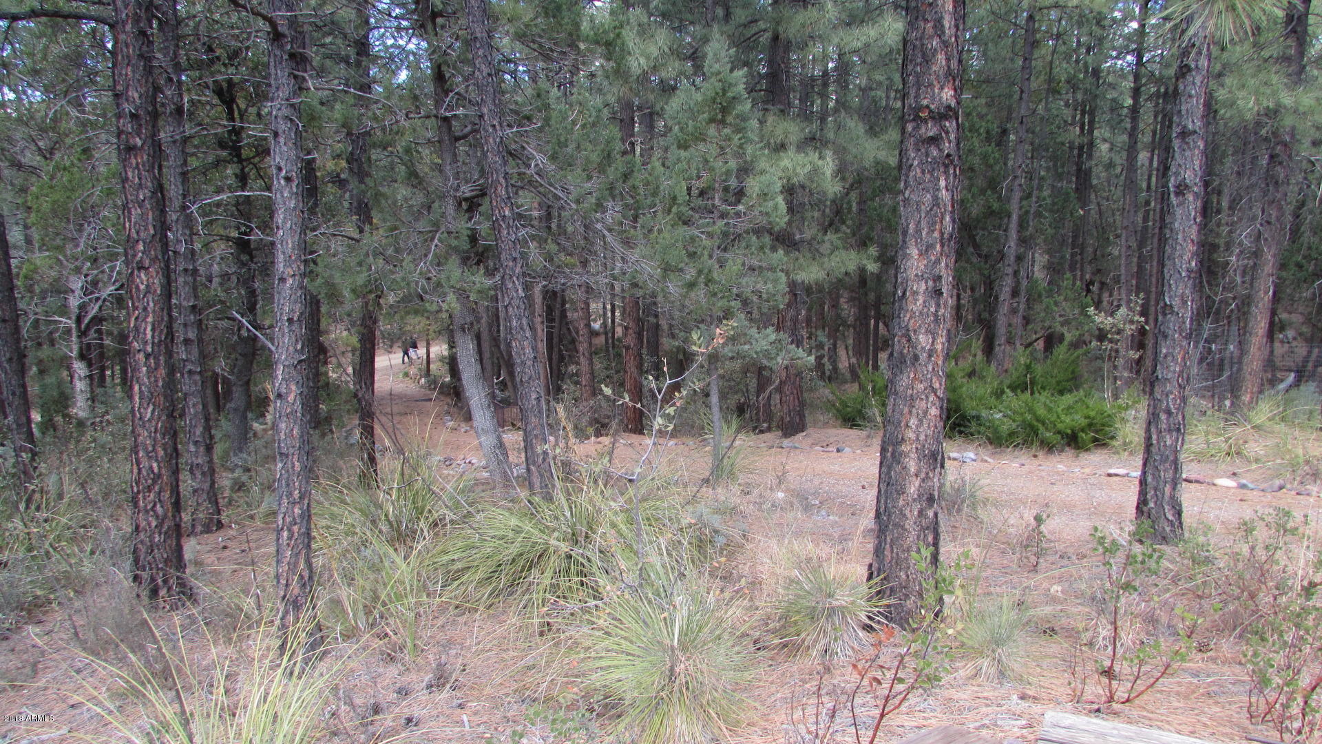 355 North Rim Trail Road Payson, AZ 85541 - Photo 78 of 121 ELK ROAMING