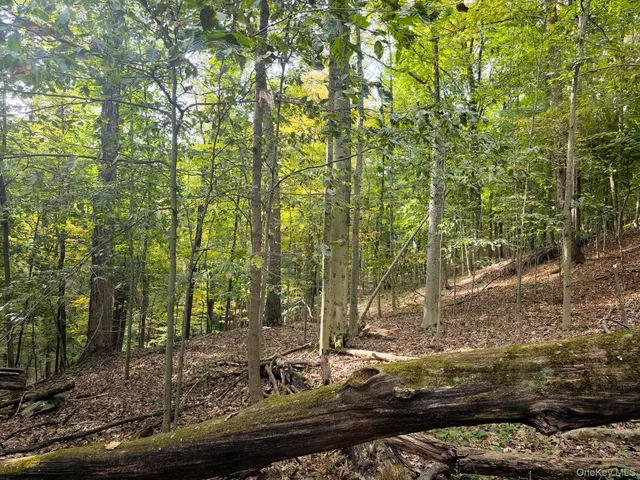 a view of a tree with a yard