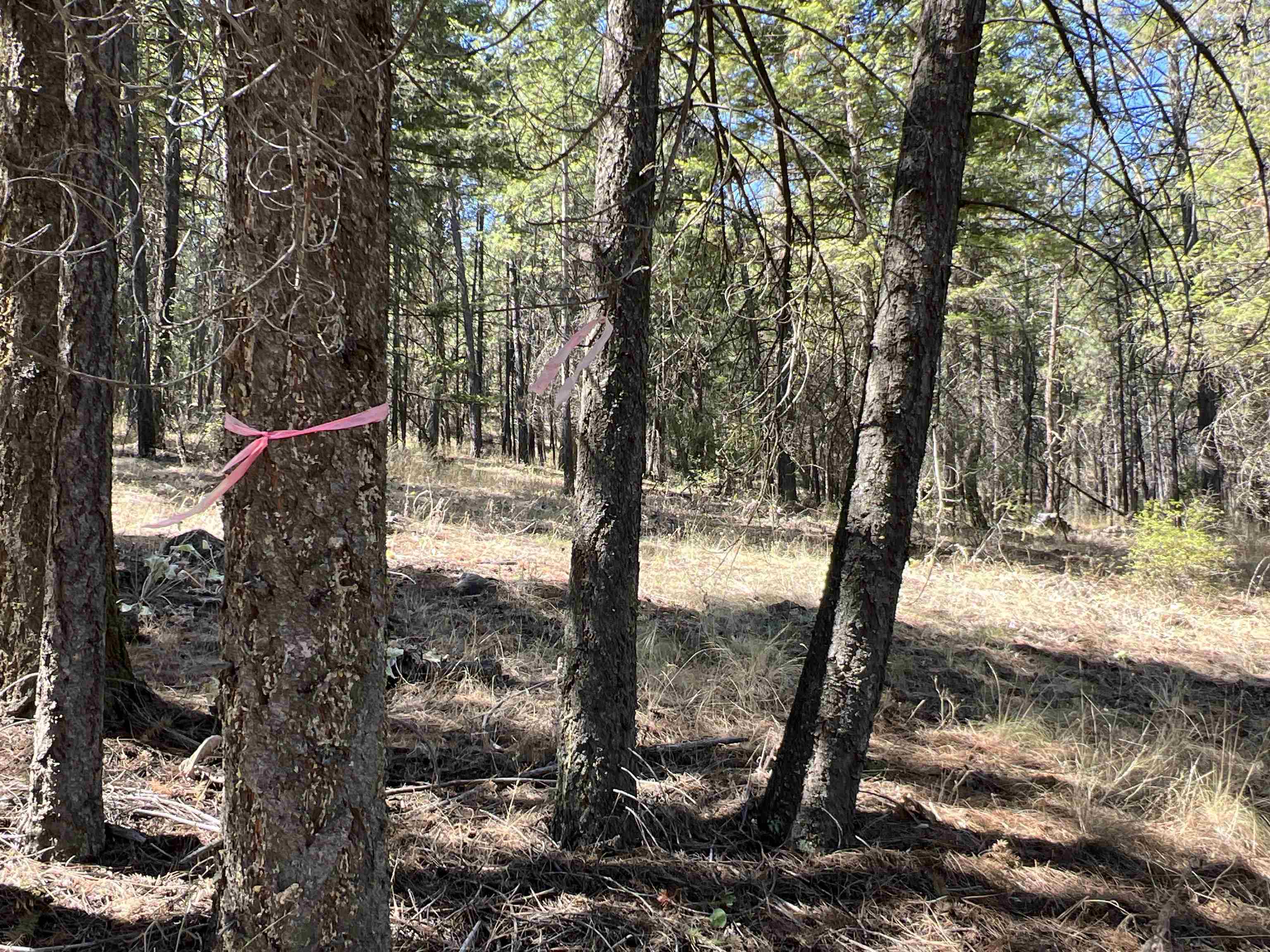 Nka Nka Coyote Ridge Ln Ford Ford, WA 99013 - Photo 4 of 28