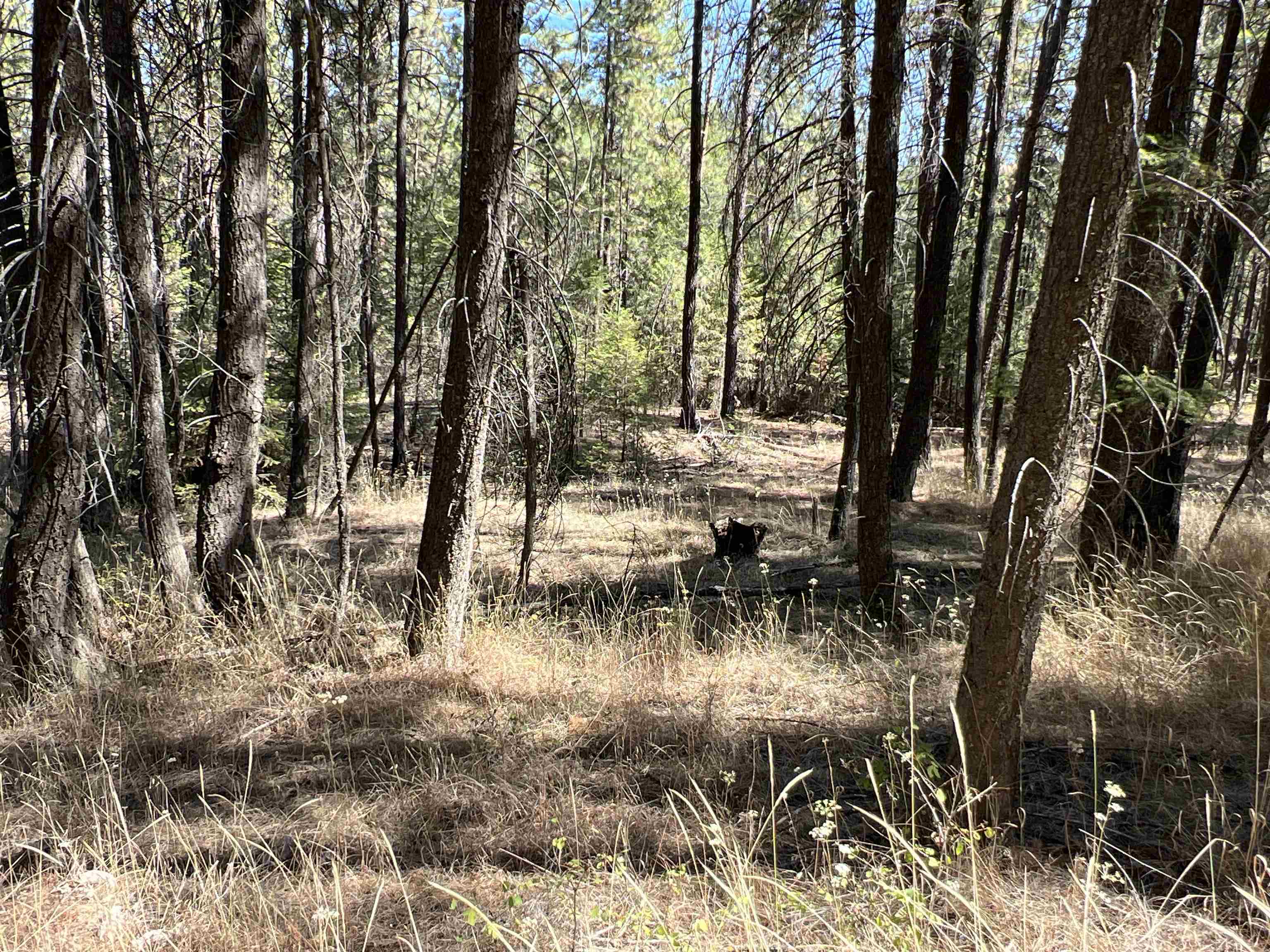 Nka Nka Coyote Ridge Ln Ford Ford, WA 99013 - Photo 7 of 28