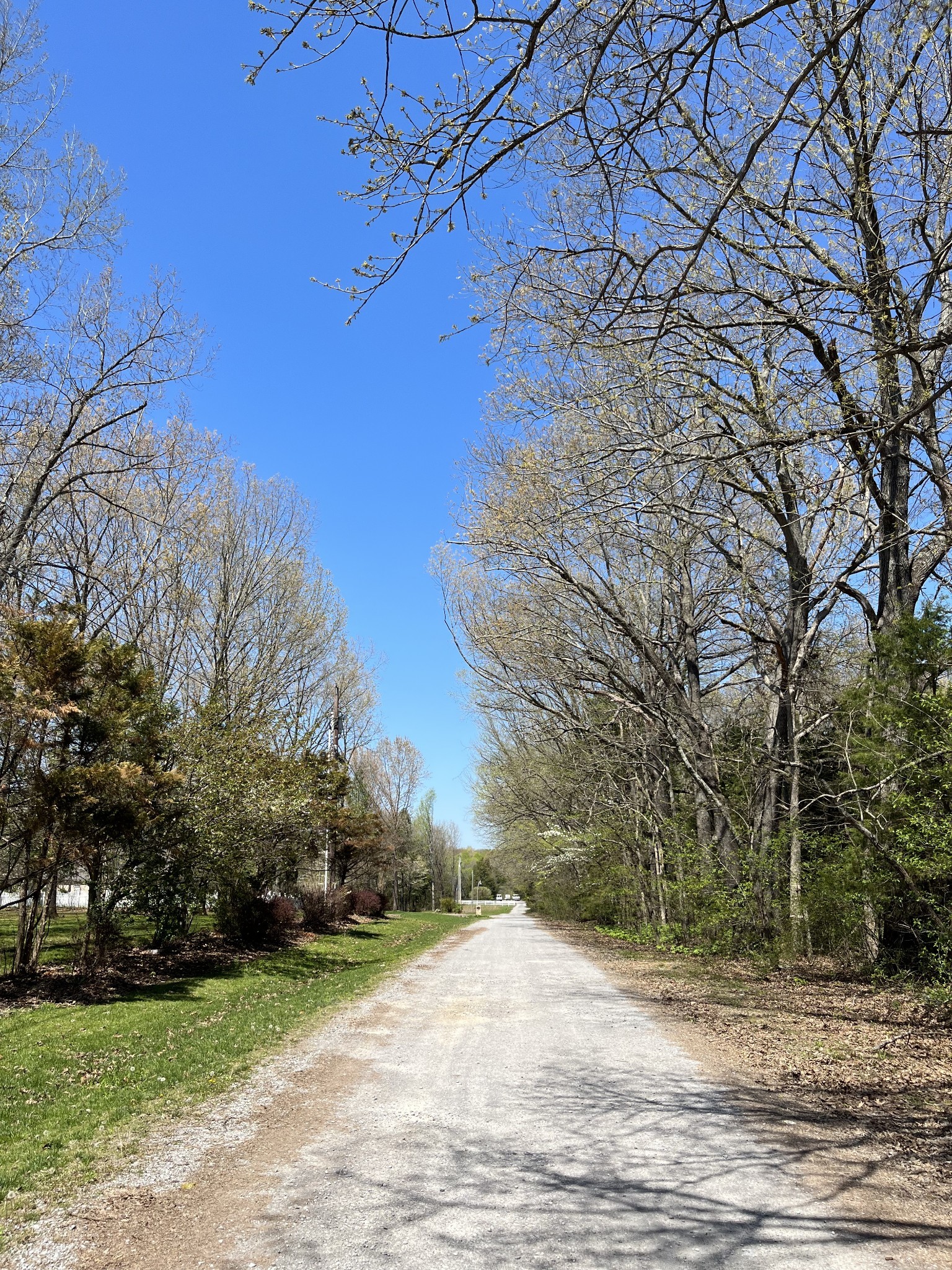 4218 Shores Road Murfreesboro, TN 37128 - Photo 7 of 13 a view of a yard with a tree