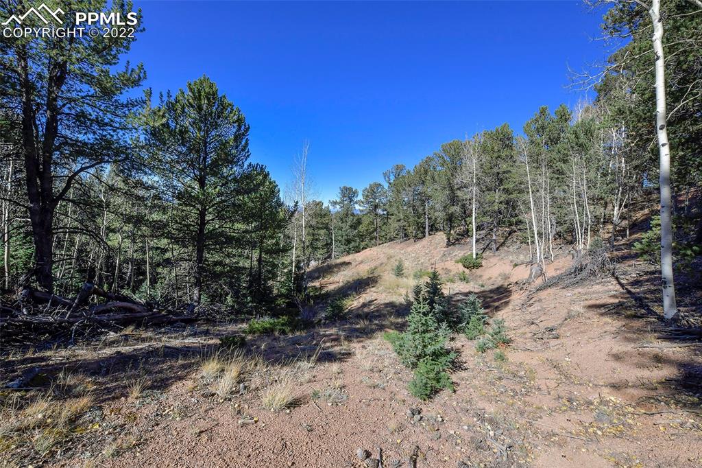 593 Paradiso Road Divide, CO 80814 - Photo 1 of 31 a view of a forest filled with trees