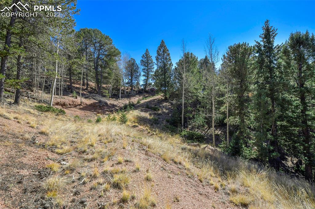 593 Paradiso Road Divide, CO 80814 - Photo 11 of 31 a view of a forest with trees in the background