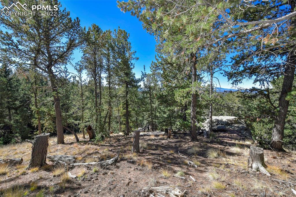 593 Paradiso Road Divide, CO 80814 - Photo 12 of 31 a view of a forest with trees