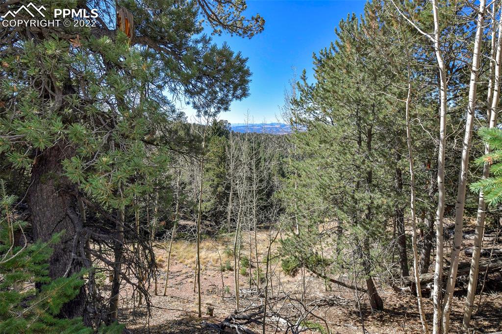 593 Paradiso Road Divide, CO 80814 - Photo 16 of 31 a view of bushes and trees