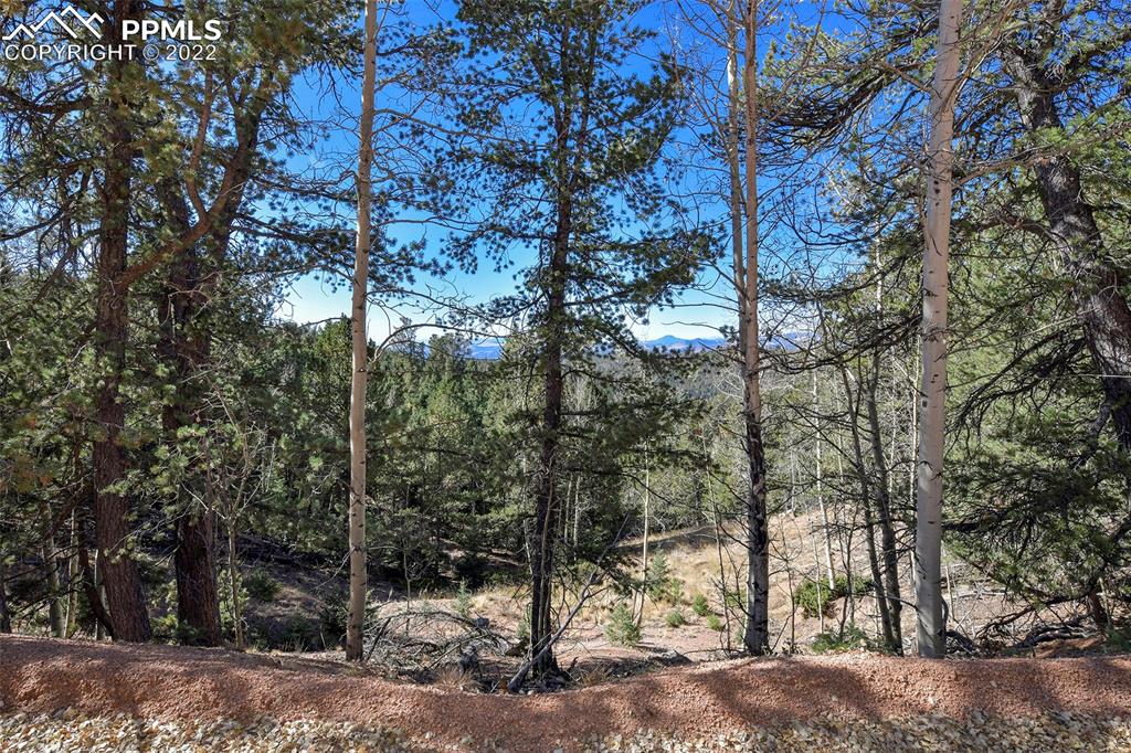 593 Paradiso Road Divide, CO 80814 - Photo 17 of 31 a view of a forest filled with trees