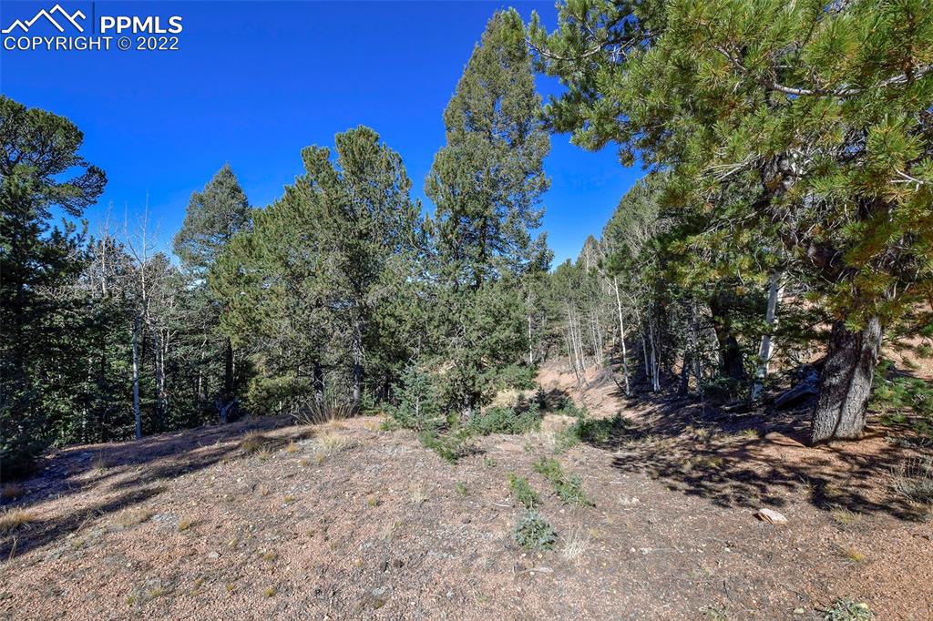 593 Paradiso Road Divide, CO 80814 - Photo 5 of 31 a view of a yard with a tree