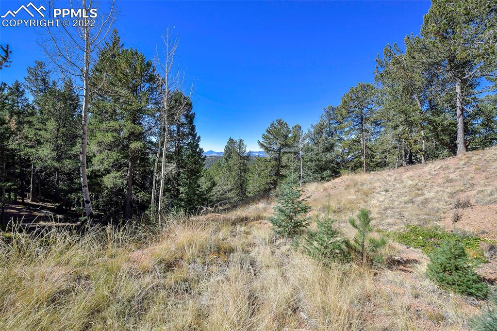 593 Paradiso Road Divide, CO 80814 - Photo 6 of 31 a view of a forest with trees in the background