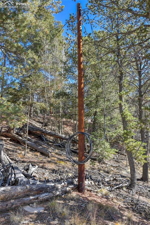 593 Paradiso Road Divide, CO 80814 - Photo 7 of 31 a view of a forest filled with trees