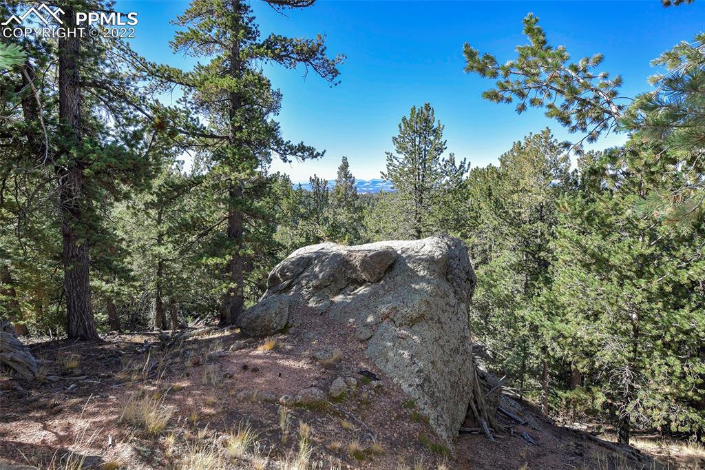 593 Paradiso Road Divide, CO 80814 - Photo 8 of 31 a view of a tree
