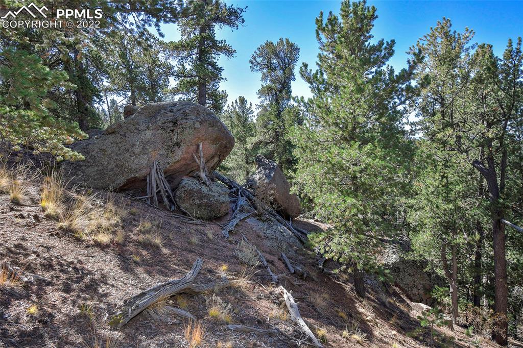 593 Paradiso Road Divide, CO 80814 - Photo 9 of 31 a view of a tree in a yard