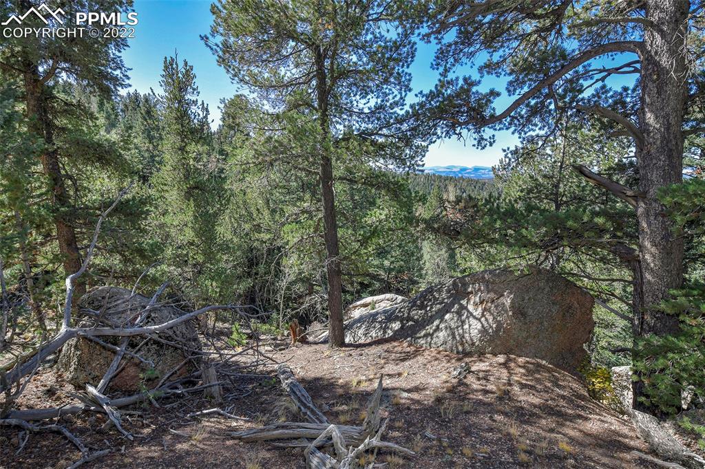 593 Paradiso Road Divide, CO 80814 - Photo 10 of 31 a view of a tree in a yard