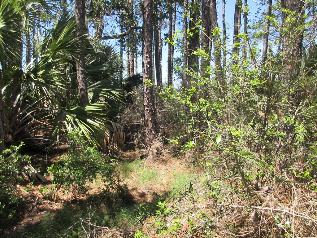 1252 Angus Morrison Road Alligator Point, FL 32346 - Photo 5 of 6 Gallery Image 5