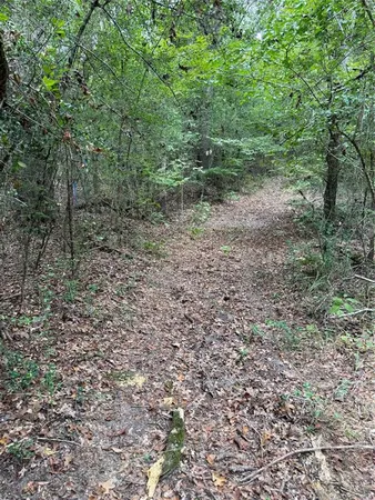 a view of a forest with trees in the background