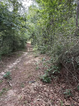 a view of a yard with a plant