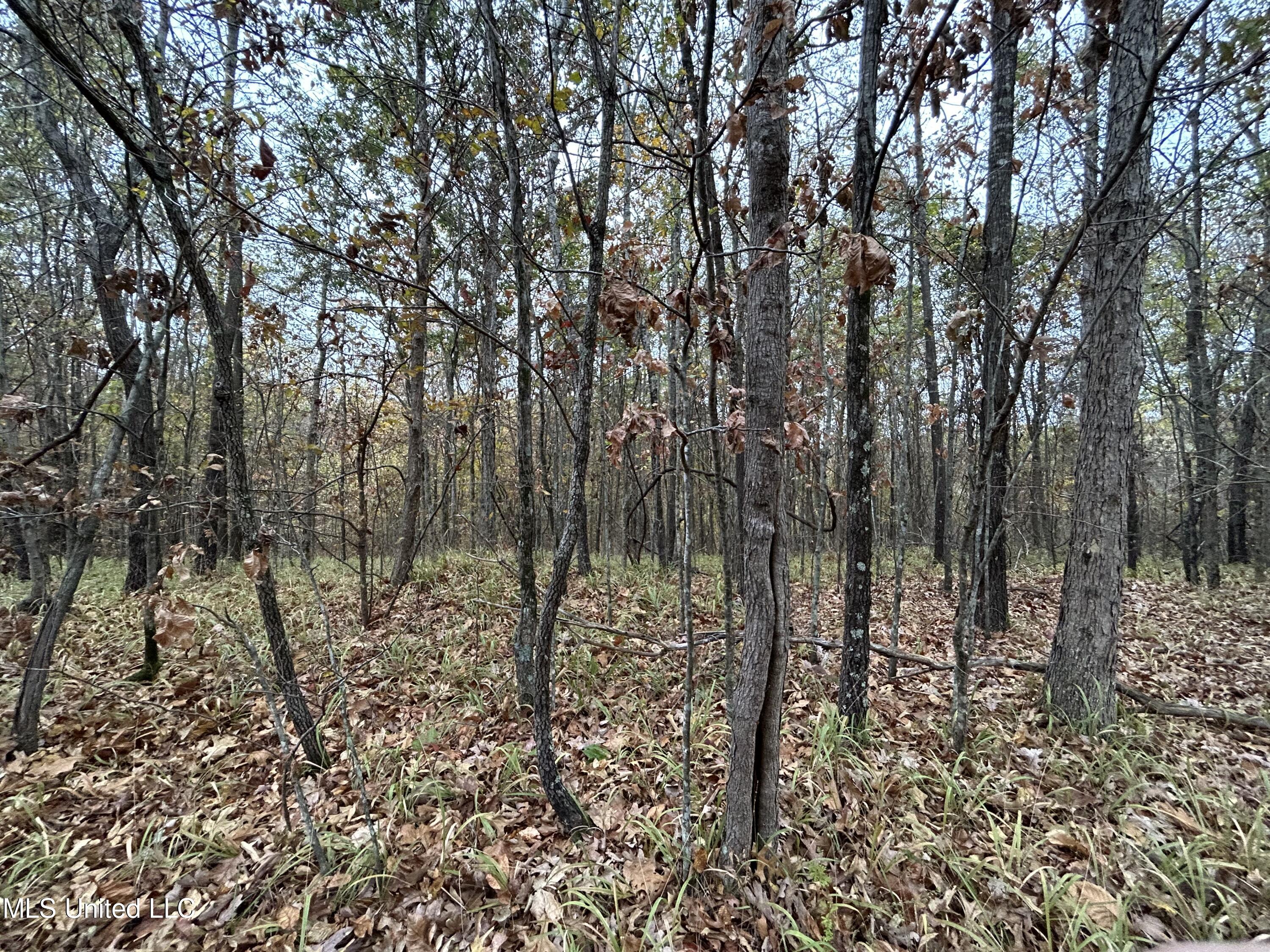 409 Peters Hill Road Enid, MS 38927 - Photo 10 of 13 IMG_1867