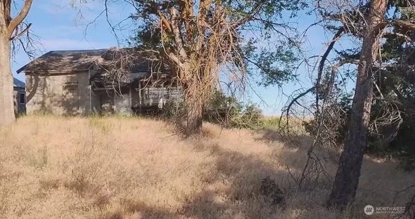 a view of a yard in a forest