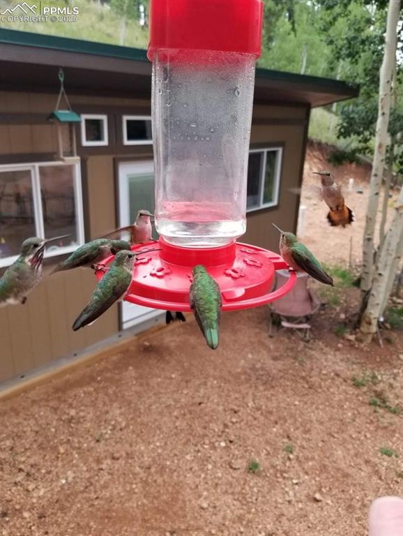 325 Willow Road Divide, CO 80814 - Photo 35 of 45 an outdoor space with patio