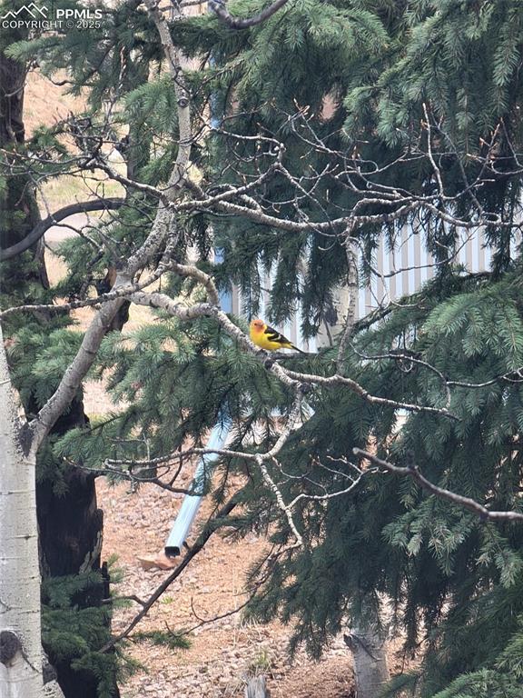 325 Willow Road Divide, CO 80814 - Photo 36 of 45 a view of a tree