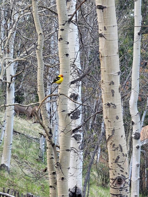 325 Willow Road Divide, CO 80814 - Photo 37 of 45 aerial view of building with yard