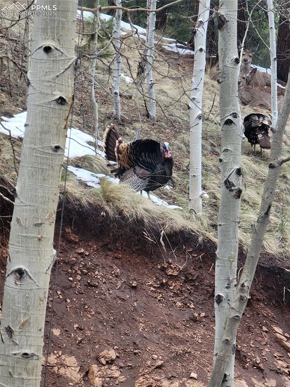 325 Willow Road Divide, CO 80814 - Photo 38 of 45