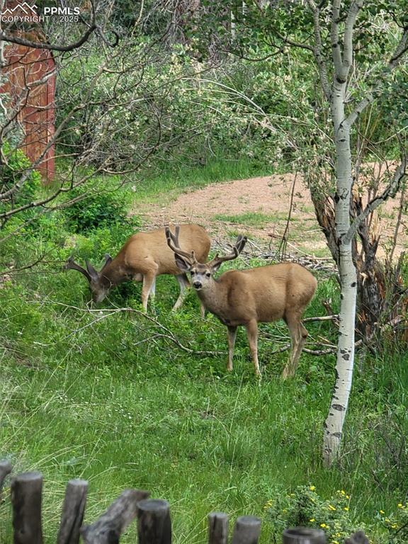 325 Willow Road Divide, CO 80814 - Photo 45 of 45 a view of an outdoor space and yard