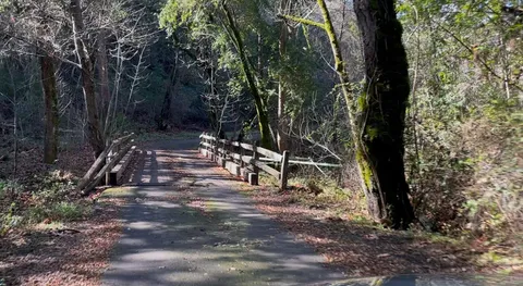 a view of a forest with trees