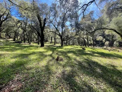 a view of road and trees
