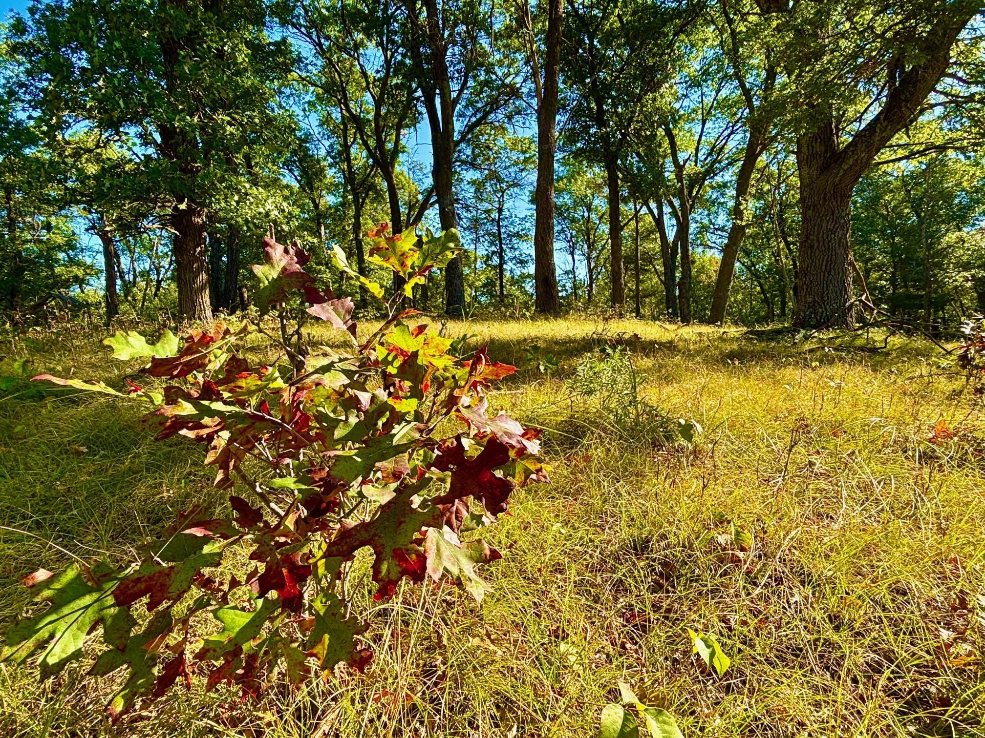 Tbd151 River Road St. Croix Falls, WI 54024 - Photo 33 of 87