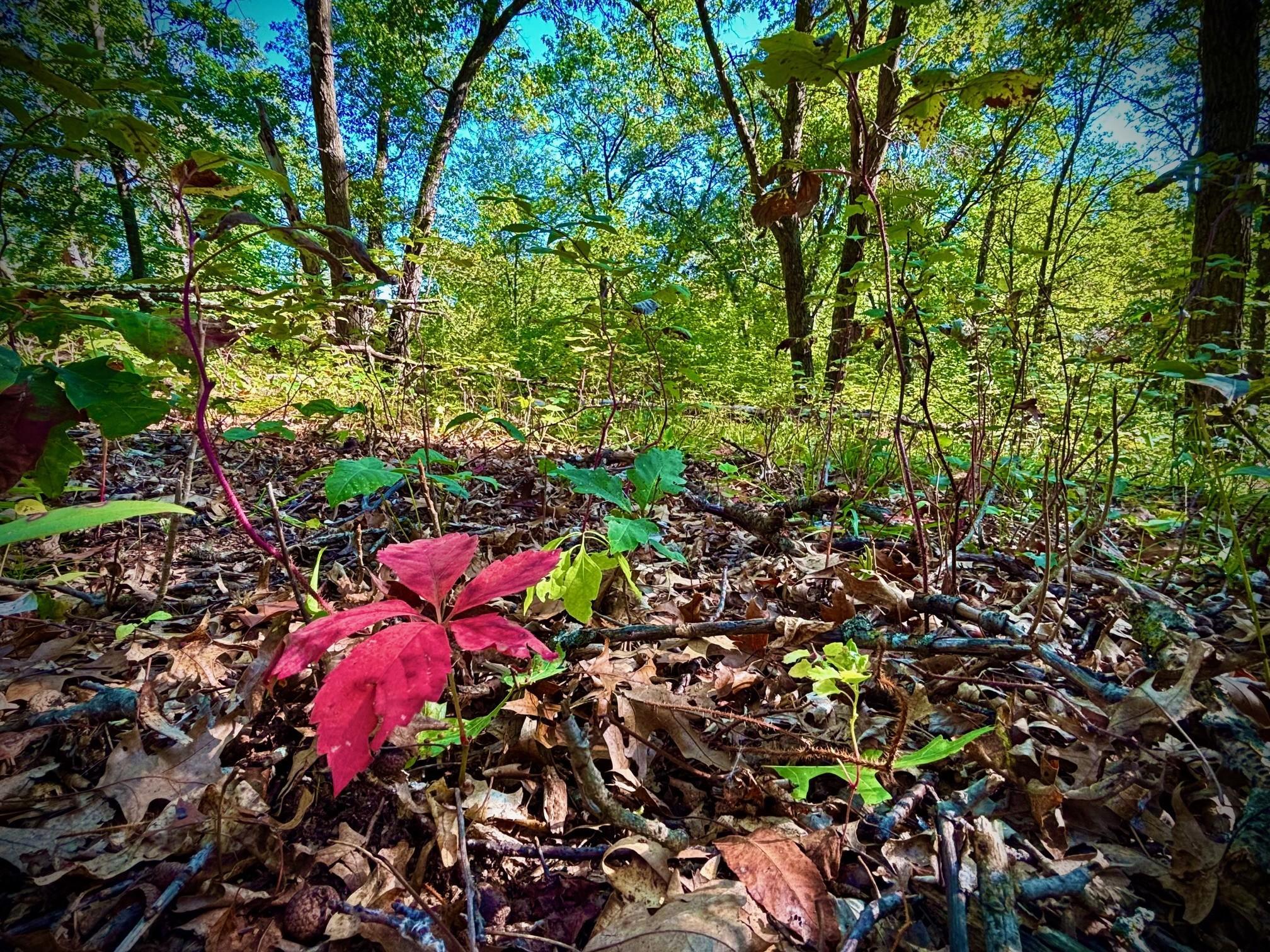 Tbd151 River Road St. Croix Falls, WI 54024 - Photo 45 of 87