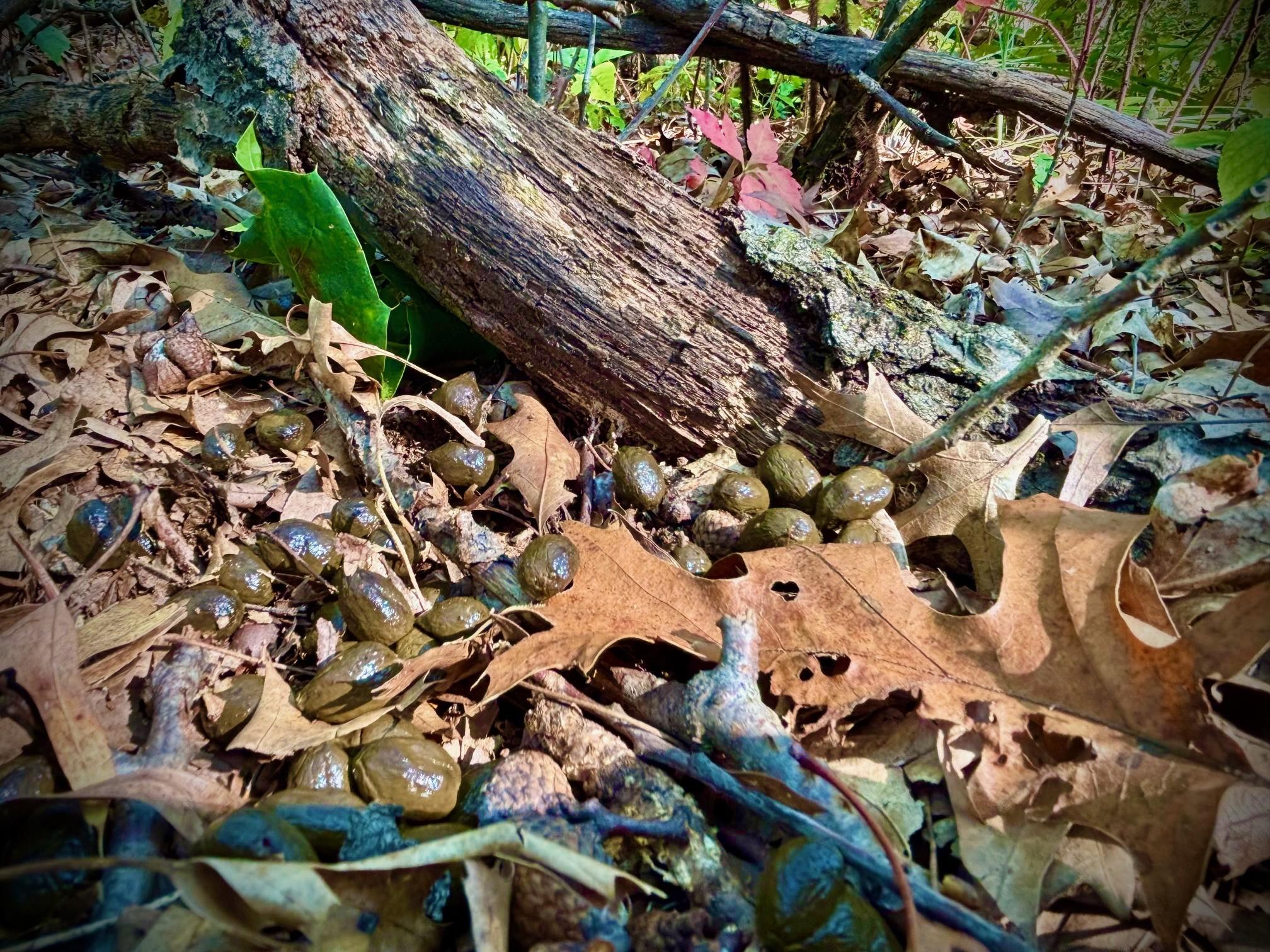 Tbd151 River Road St. Croix Falls, WI 54024 - Photo 46 of 87