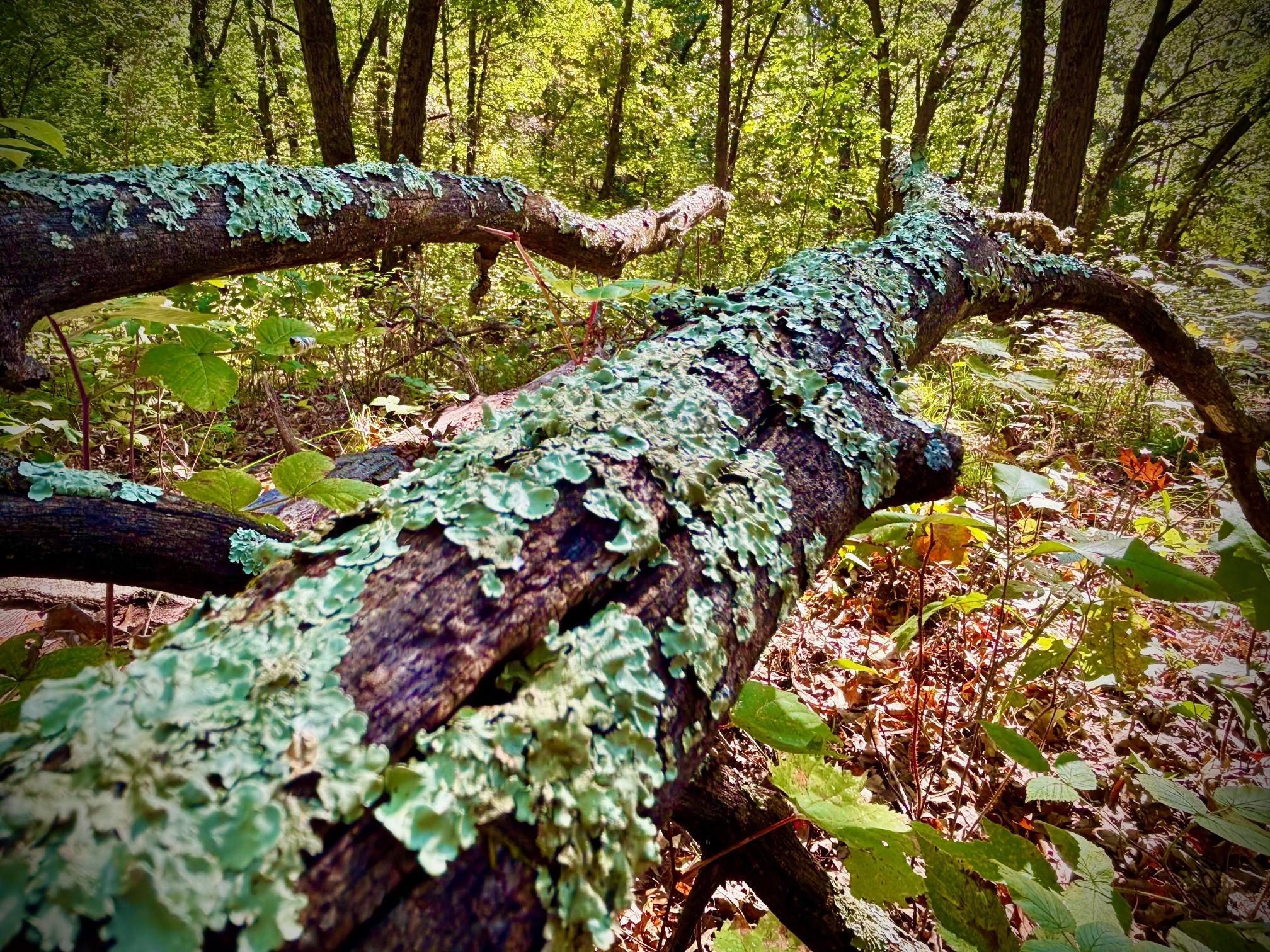 Tbd151 River Road St. Croix Falls, WI 54024 - Photo 47 of 87