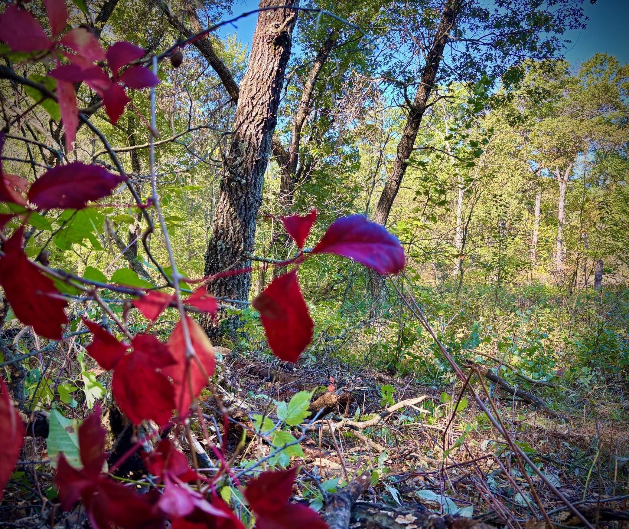 Tbd151 River Road St. Croix Falls, WI 54024 - Photo 51 of 87
