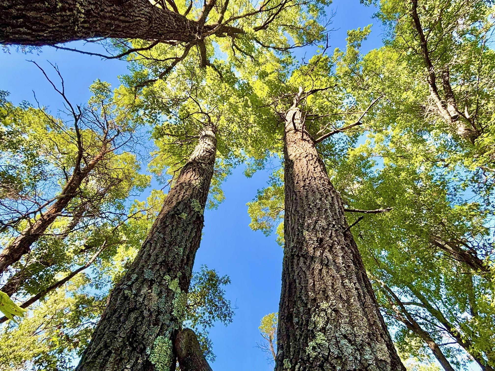 Tbd151 River Road St. Croix Falls, WI 54024 - Photo 52 of 87