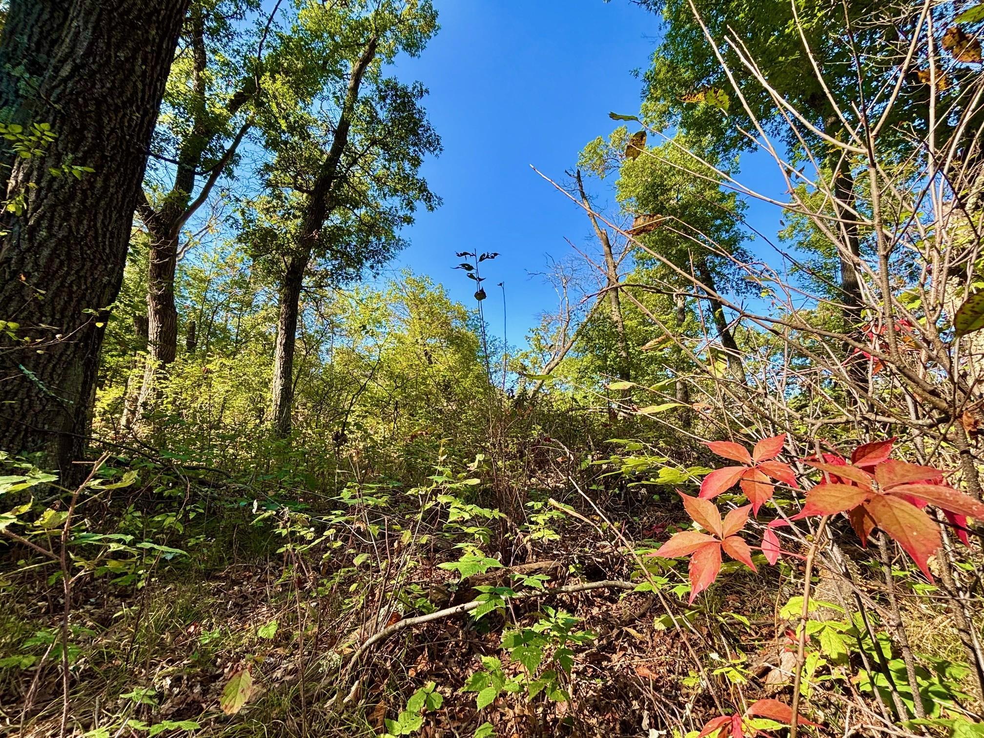 Tbd151 River Road St. Croix Falls, WI 54024 - Photo 53 of 87