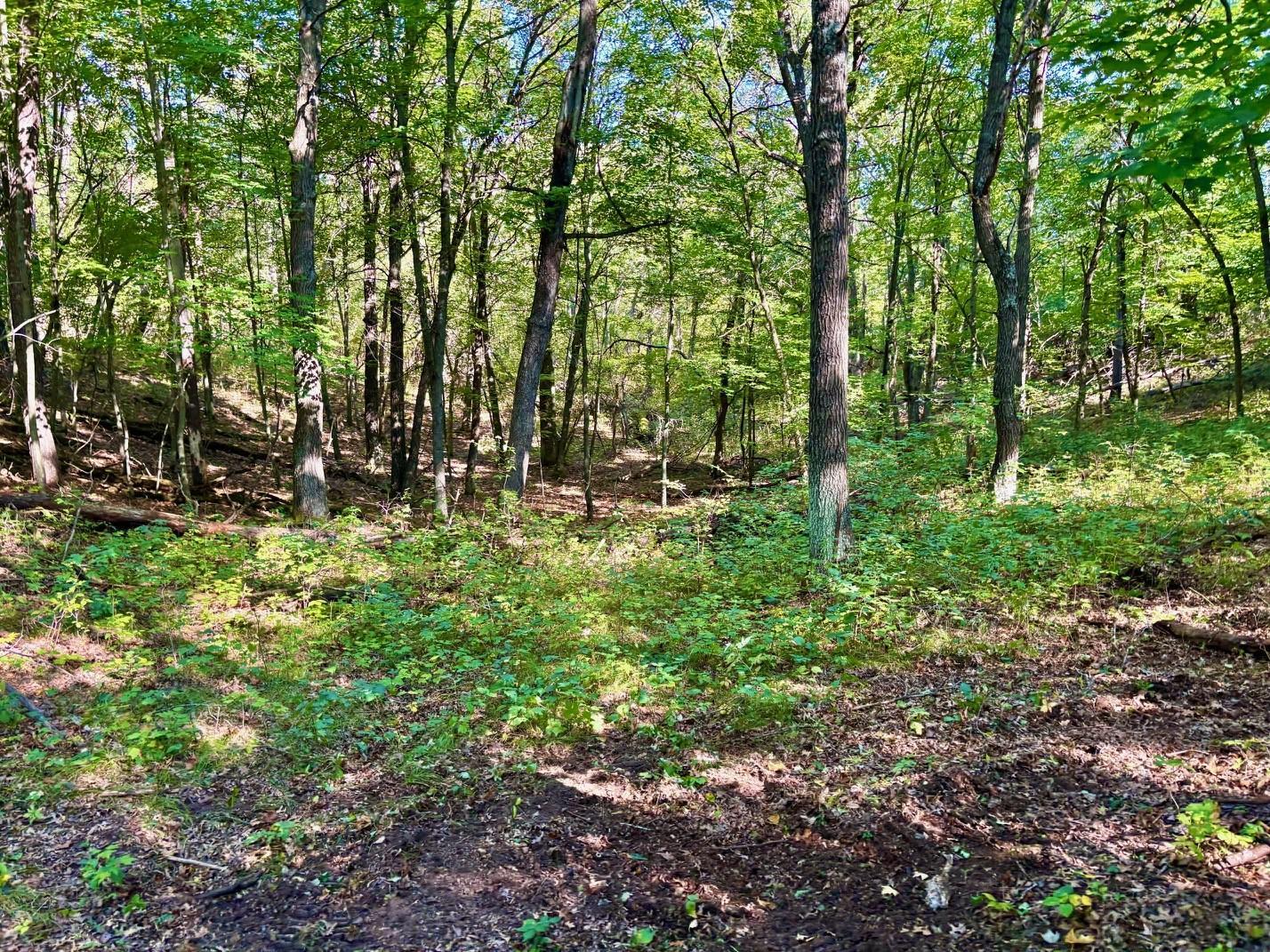 Tbd151 River Road St. Croix Falls, WI 54024 - Photo 54 of 87