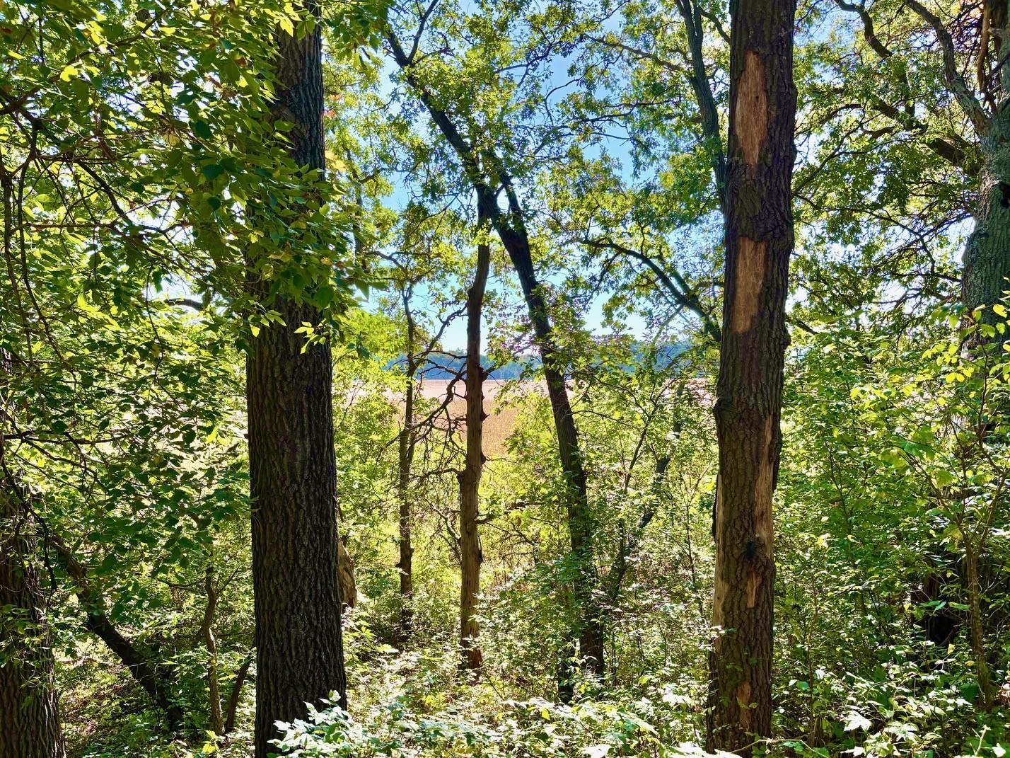 Tbd151 River Road St. Croix Falls, WI 54024 - Photo 56 of 87