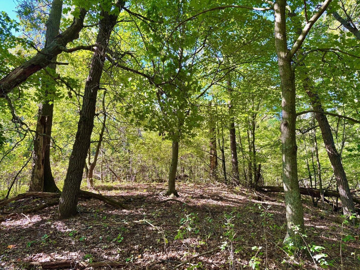 Tbd151 River Road St. Croix Falls, WI 54024 - Photo 58 of 87