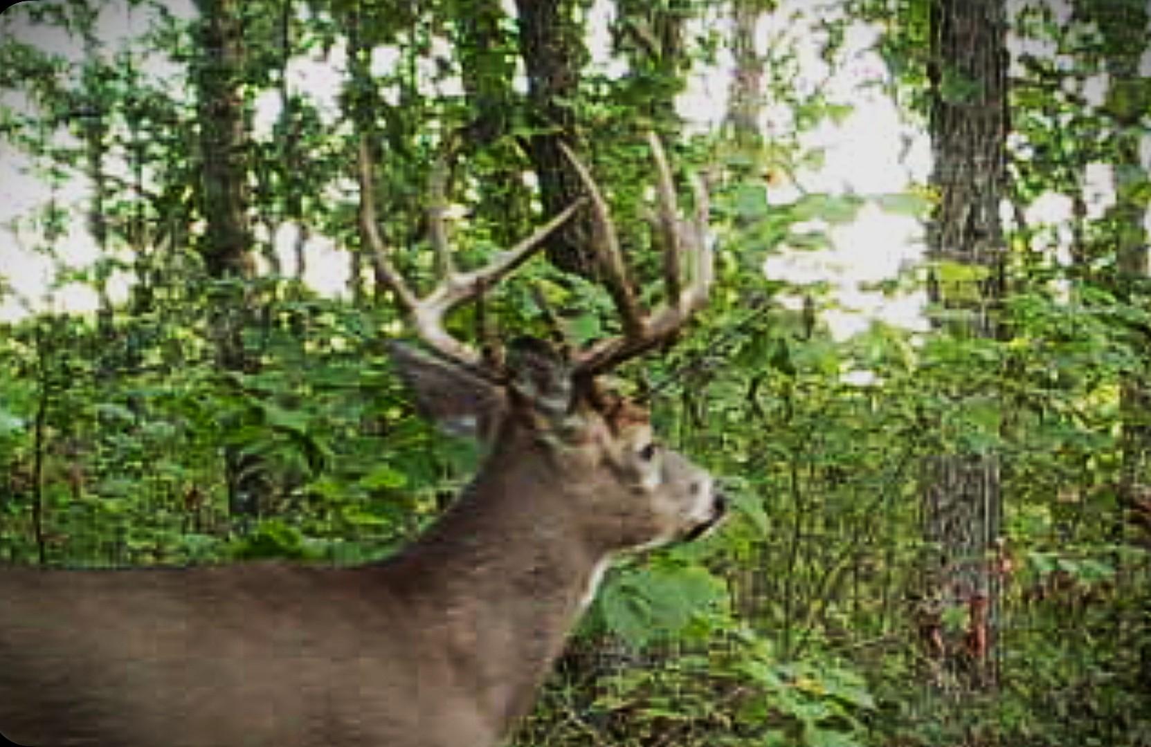 Tbd151 River Road St. Croix Falls, WI 54024 - Photo 80 of 87