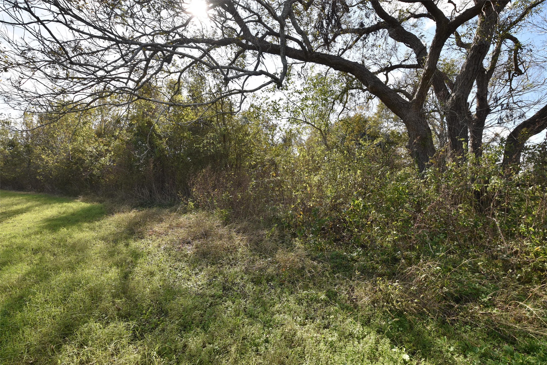 201 County Road 224 Wharton, TX 77488 - Photo 12 of 41 a view of a yard with a tree