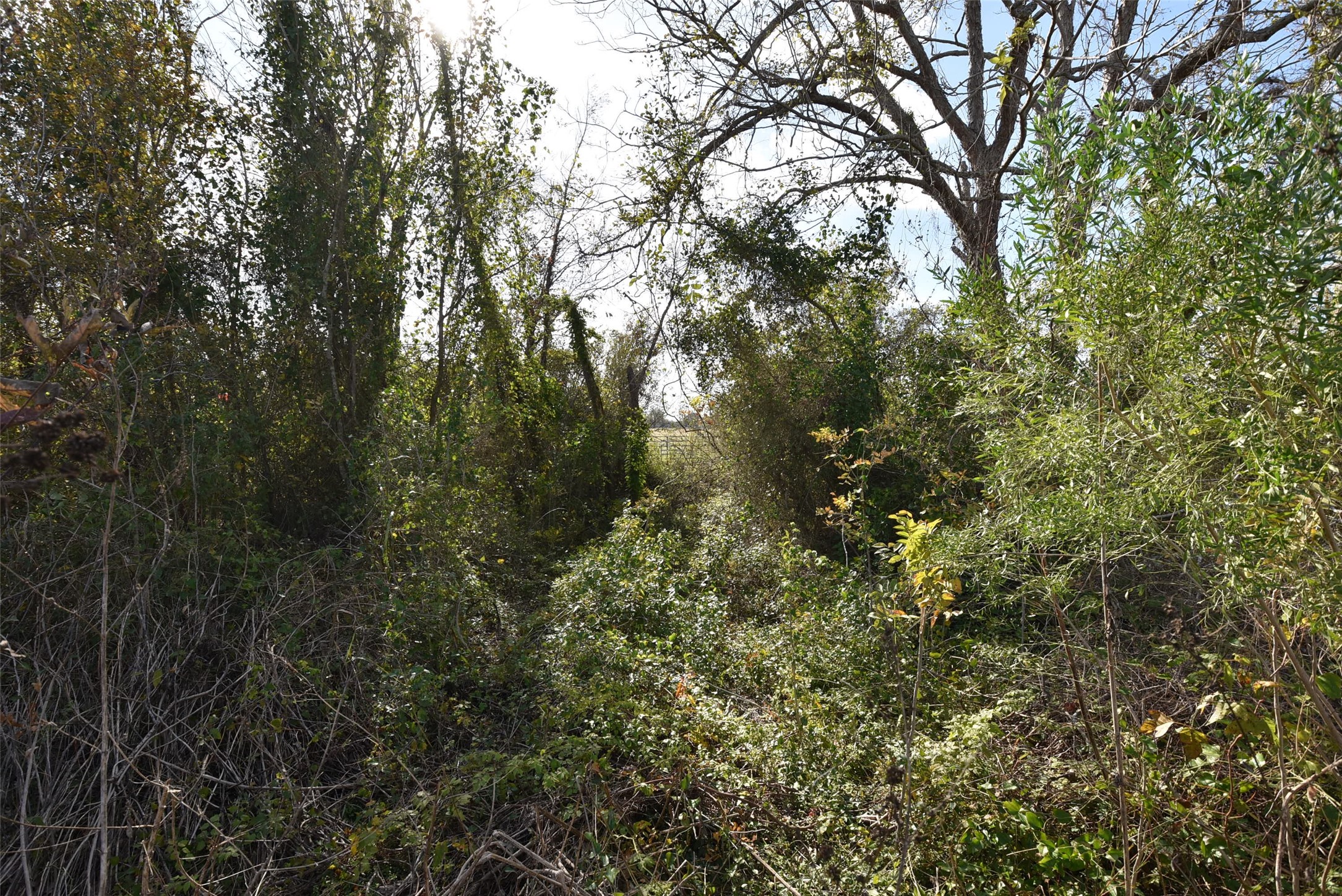 201 County Road 224 Wharton, TX 77488 - Photo 17 of 41 a view of a yard with a tree