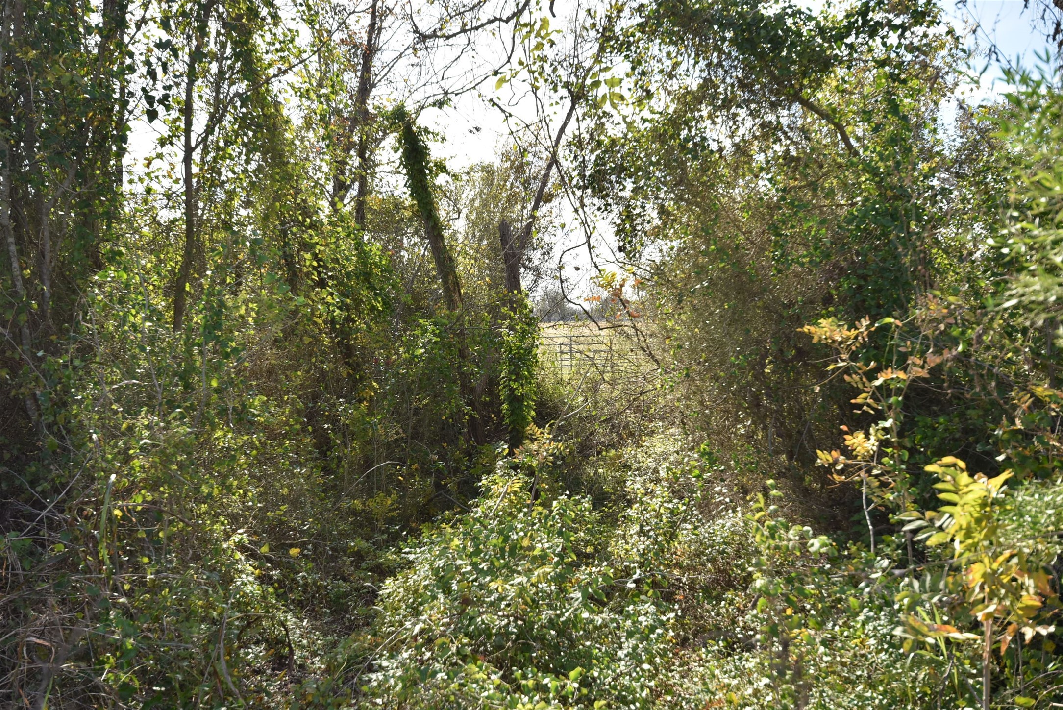 201 County Road 224 Wharton, TX 77488 - Photo 18 of 41 a view of a tree in a forest