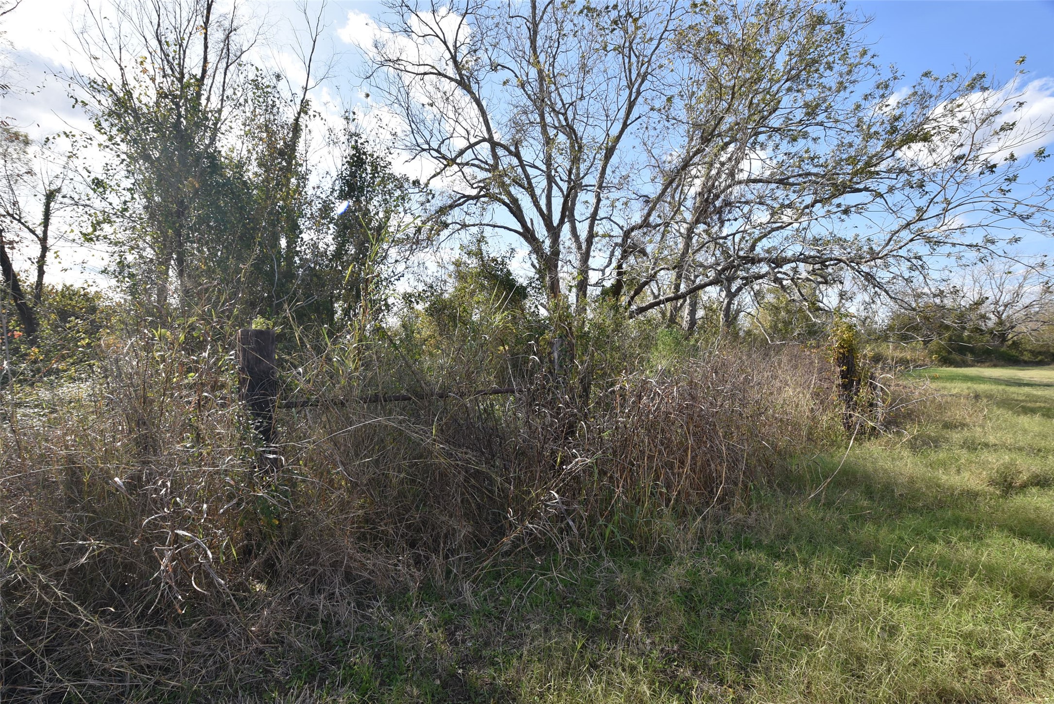 201 County Road 224 Wharton, TX 77488 - Photo 20 of 41 a view of a forest with lots of trees