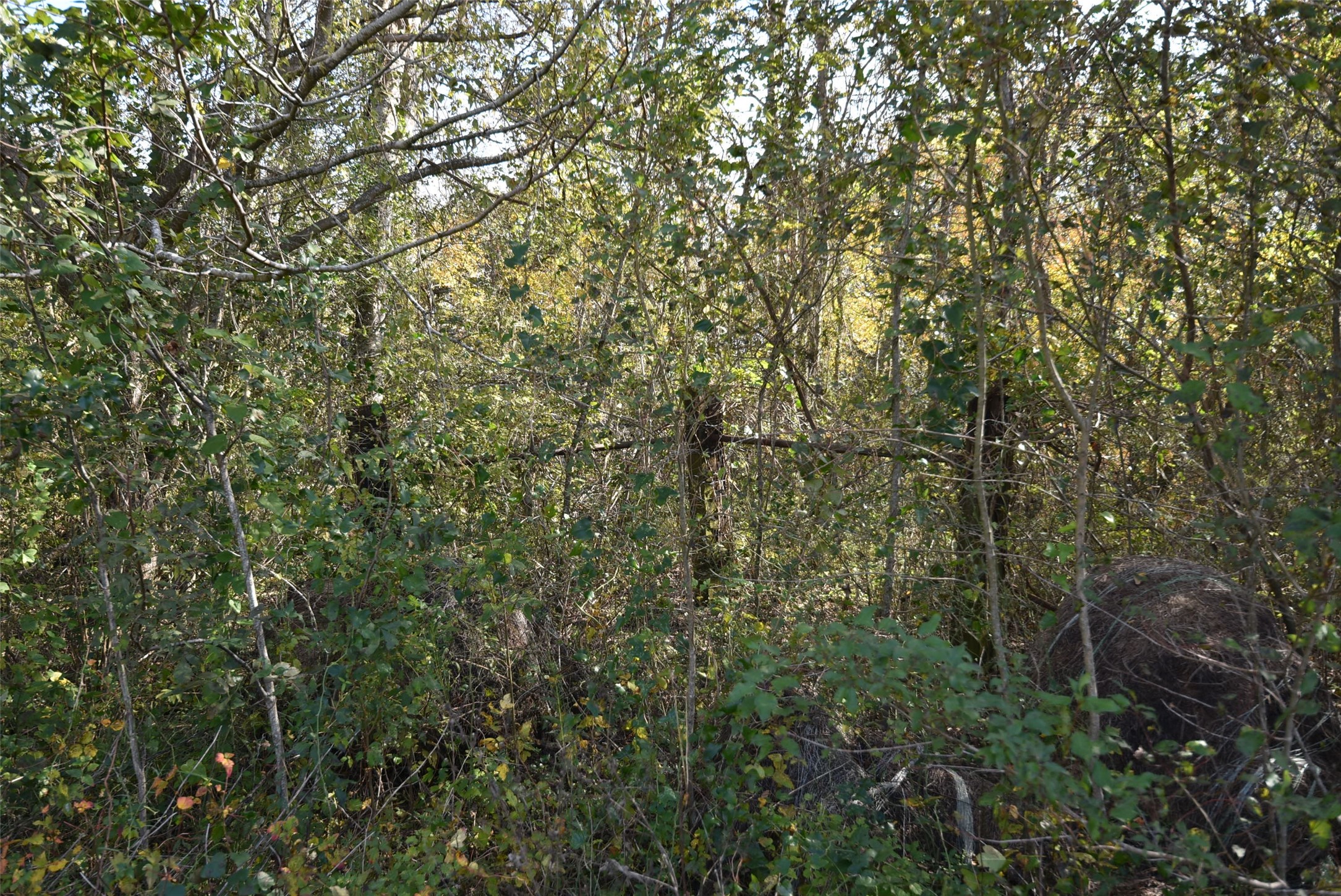 201 County Road 224 Wharton, TX 77488 - Photo 23 of 41 a view of a tree