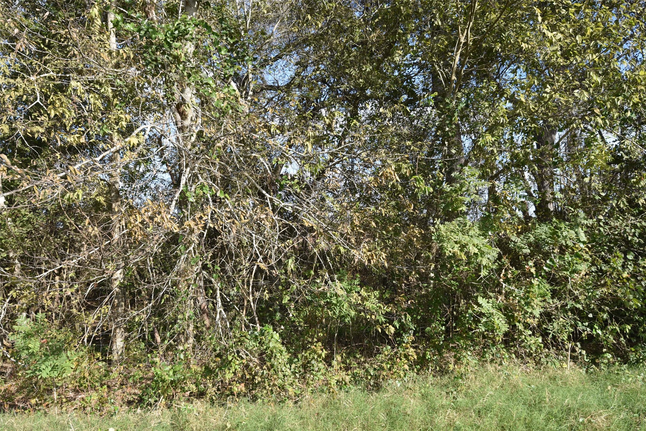 201 County Road 224 Wharton, TX 77488 - Photo 27 of 41 a view of a tree