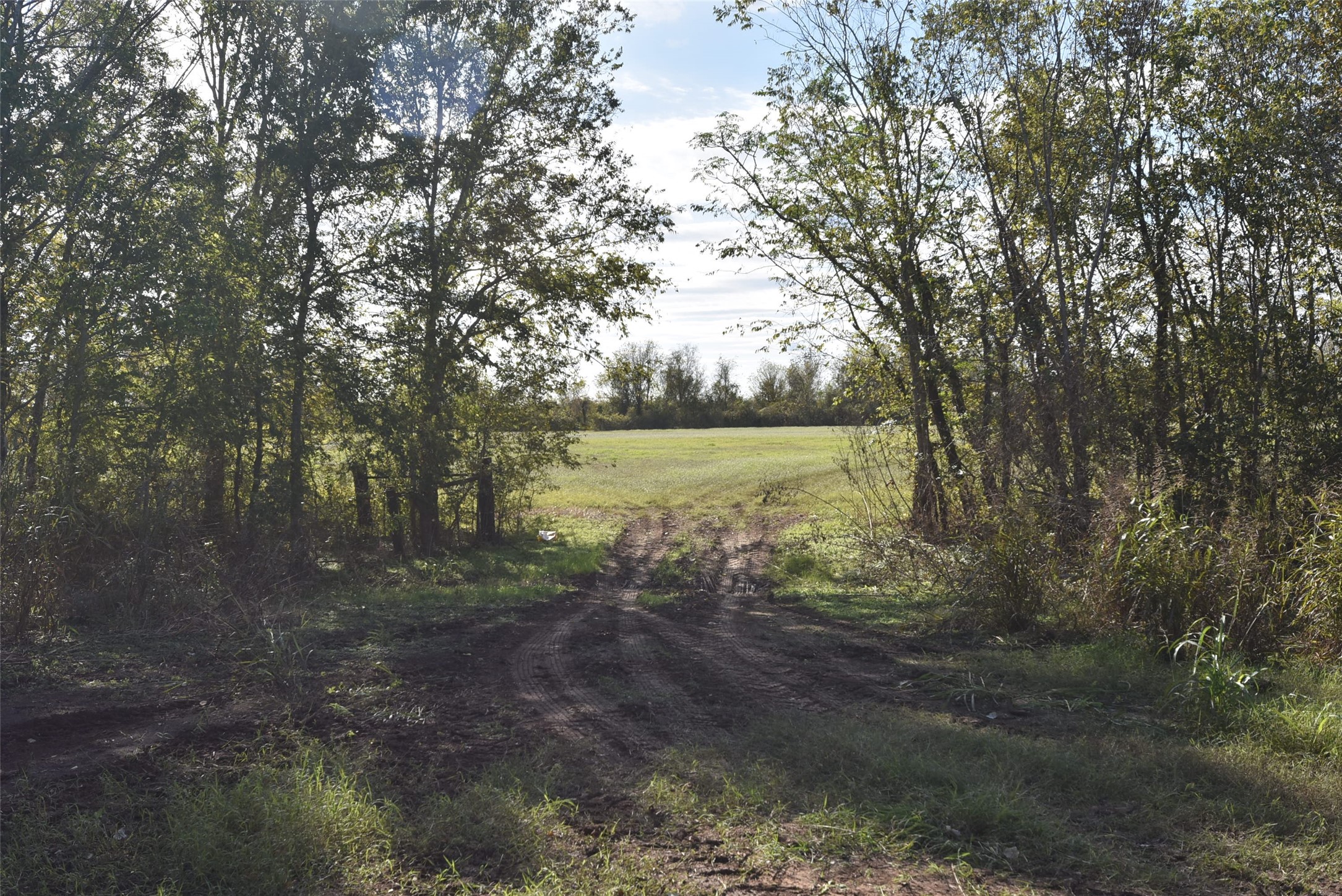 201 County Road 224 Wharton, TX 77488 - Photo 29 of 41 a view of a forest with trees in the background